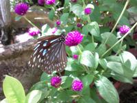 Schmetterlingsfarm (4)