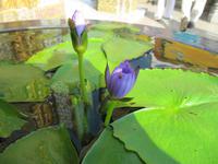 0035 Kaiserpalast Bangkok