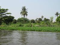 0101 Wasserspinat-Feld in den Klongs in Bangkok