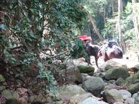 0124 Elefanten auf Koh Samui