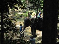 0127 Elefanten auf Koh Samui