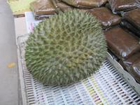 0128 Durian-Frucht (Stinkfrucht)