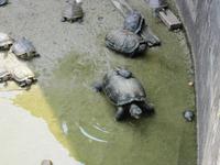 0176 Kek Lok Si Tempel Penang