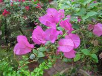 0194 Flora aus Penang