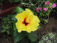 0196 Flora aus Penang