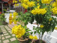 0197 Flora aus Penang