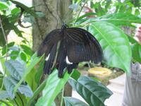 0213 Schmetterlingsfarm Penang