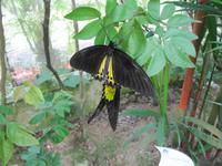 0217 Schmetterlingsfarm Penang