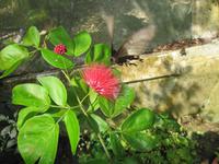 0219 Schmetterlingsfarm Penang