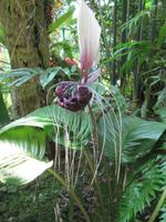 0222 Schmetterlingsfarm Penang