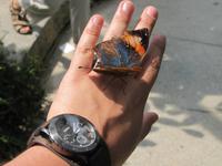 0224 Schmetterlingsfarm Penang