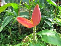 0225 Schmetterlingsfarm Penang