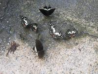 0227 Schmetterlingsfarm Penang