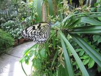 0228 Schmetterlingsfarm Penang