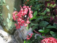 0229 Schmetterlingsfarm Penang