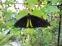 0234 Schmetterlingsfarm Penang