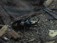 0238 Schmetterlingsfarm Penang