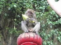 0247 Batuhöhlen Kuala Lumpur