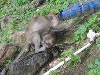 0253 Batuhöhlen Kuala Lumpur