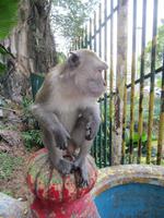 0265 Batuhöhlen Kuala Lumpur