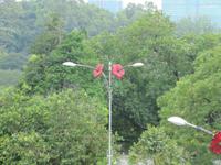 0303 Straßenlaterne Kuala Lumpur