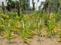 0307 Orchideengarten Kuala Lumpur