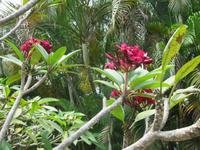 0310 Orchideengarten Kuala Lumpur