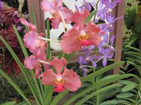 0311 Orchideengarten Kuala Lumpur