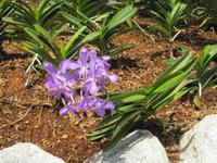 0315 Orchideengarten Kuala Lumpur