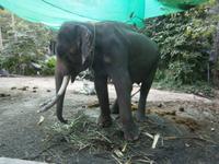 Thailand, Insel Koh Samui