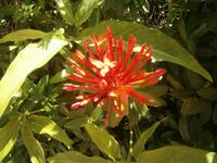 Malaysia, Insel Penang