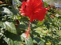 Malaysia, Insel Penang