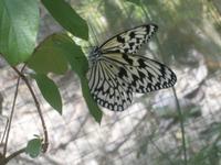 Malaysia, Insel Penang