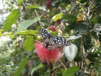 Malaysia, Insel Penang