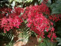 Singapur, Orchideen Garten