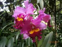 Singapur, Orchideen Garten