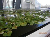 Singapur, Lotus Teich bei Marina Sands Bay