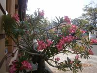 Vung Tau, Walltempel