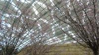Flower Dome