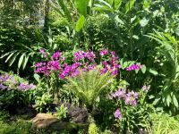 Im Orchideengarten