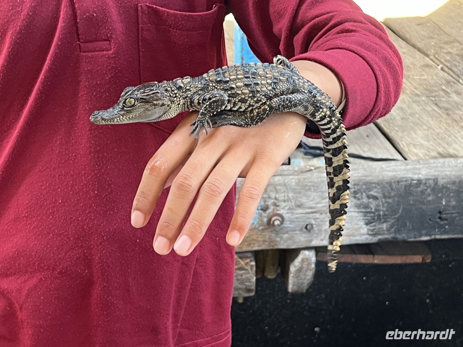 Krokodil, Tonle–Sap–See, Kambodscha