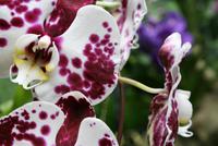 Orchideengarten