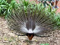 Pfau von hinten
