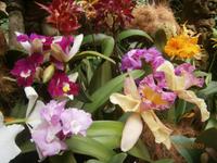 Singapur, Orchideen Garten