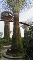 Singapur