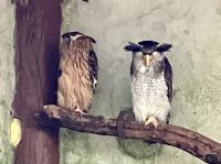 Zwei tolle Eulen
