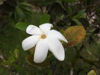 0497 Nationalblume