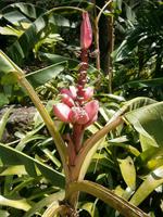 079 Bananenpflanze