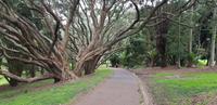 Auckland - Domain Stadtpark