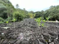 Inselrundfahrt -  Kulturstätte von Arahurahu